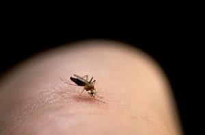چرا پشه‌ها به ما حمله میکنند؟ 
