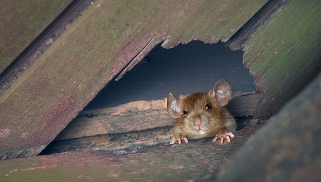 راجب موش های خانگی بیشتر بدانید ! 