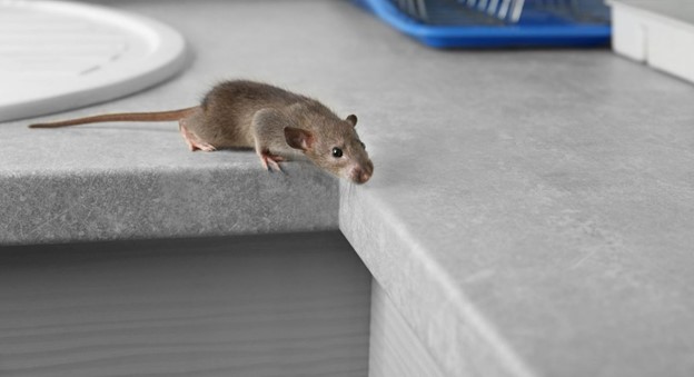موش ها چه غذایی را دوست دارند؟ 