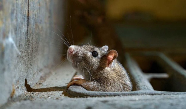 سمپاشی موش ها