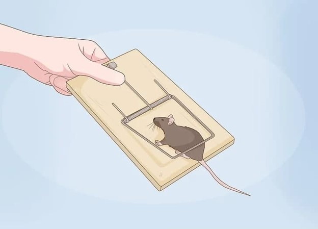 چگونه تعداد موش ها افزایش می یابد؟ 